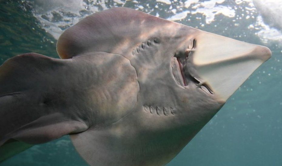 Sharks And Rays To Be Given New International Protections - Bbc News