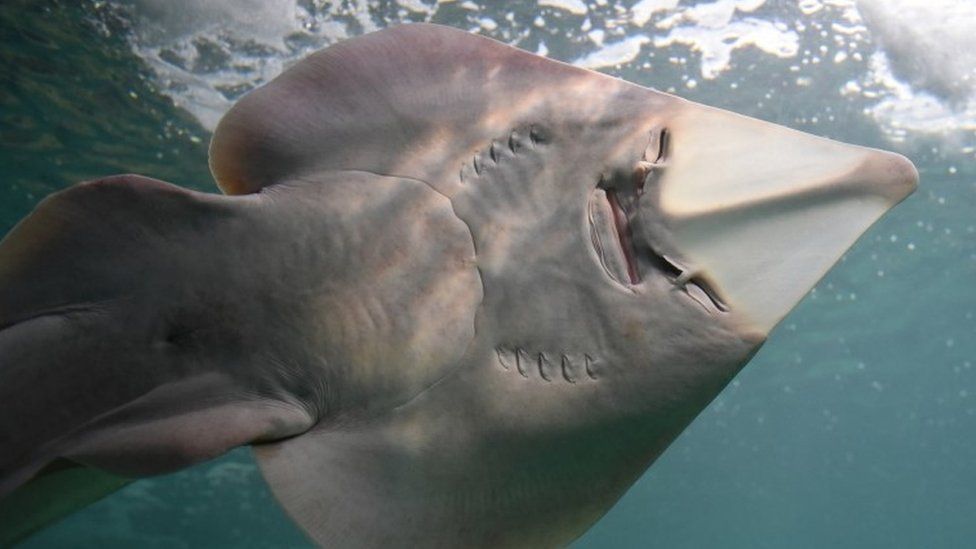 Sharks And Rays To Be Given New International Protections - Bbc News