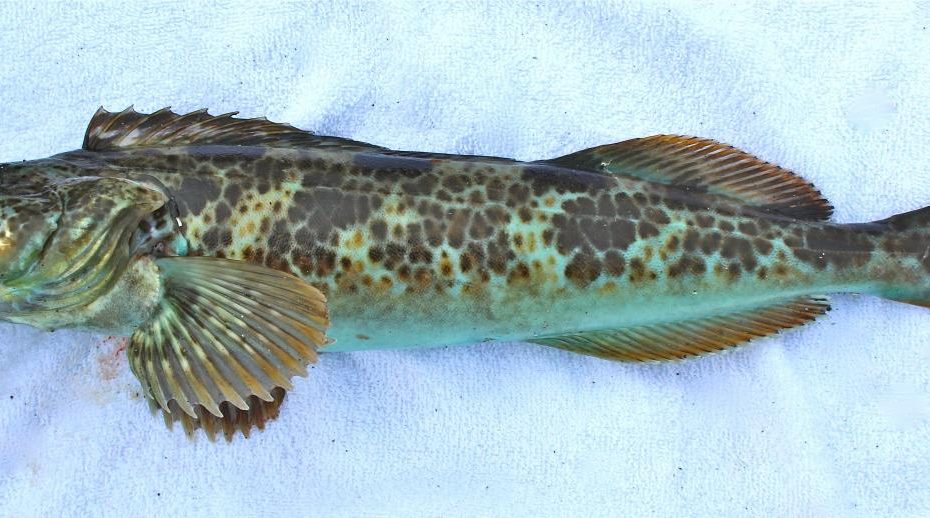 17 Facts About Lingcod - Facts.Net