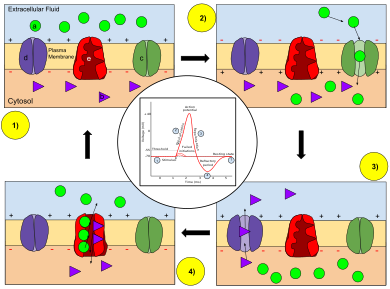 Action Potential - Wikipedia