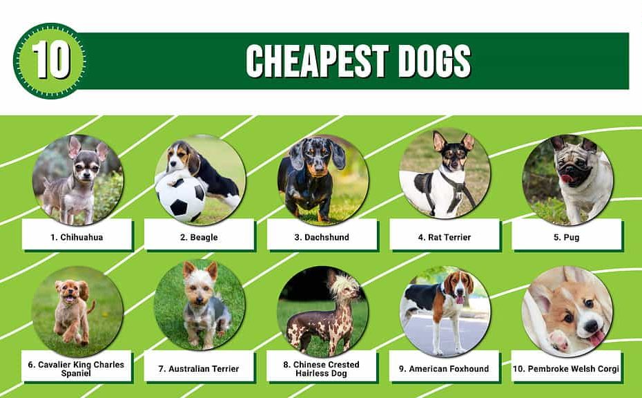 Top 10 Cheapest Dogs - Az Animals