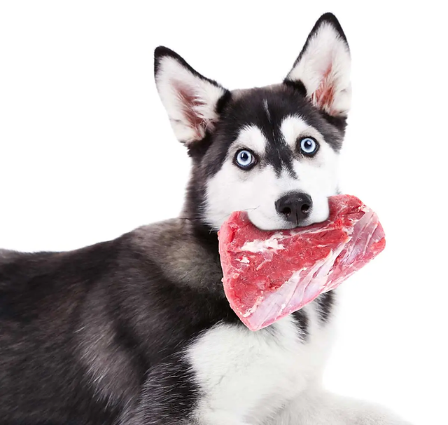 How Much Fat Is Good For Your Dog? | Red Dog Blue Kat