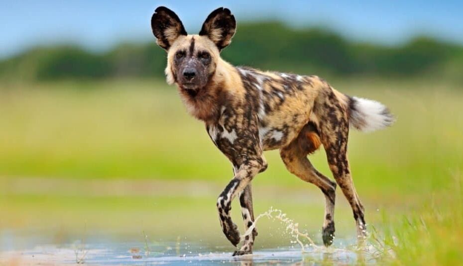 Hyena Vs Wild Dog: Who Would Win In A Fight? - Az Animals
