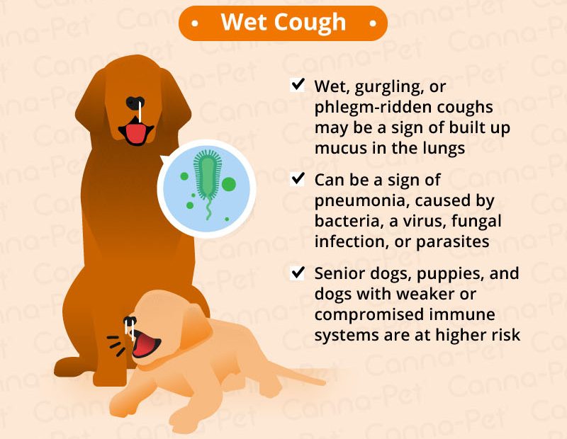 Dog Coughing: Causes & Natural Remedies | Canna-Pet