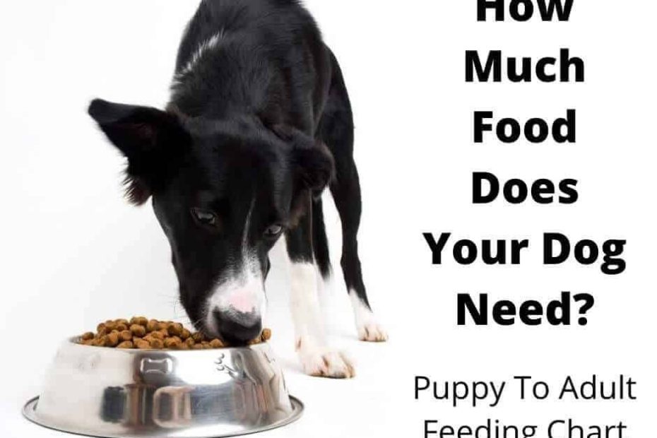How Much Food To Feed A Dog? The Complete Guide - Gentledogtrainers.Com.Au