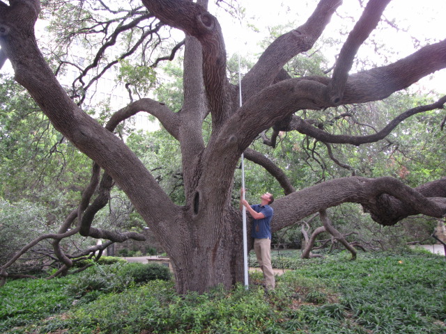 Get To Know The 'Big Tree,' A Famous Live Oak At The Alamo