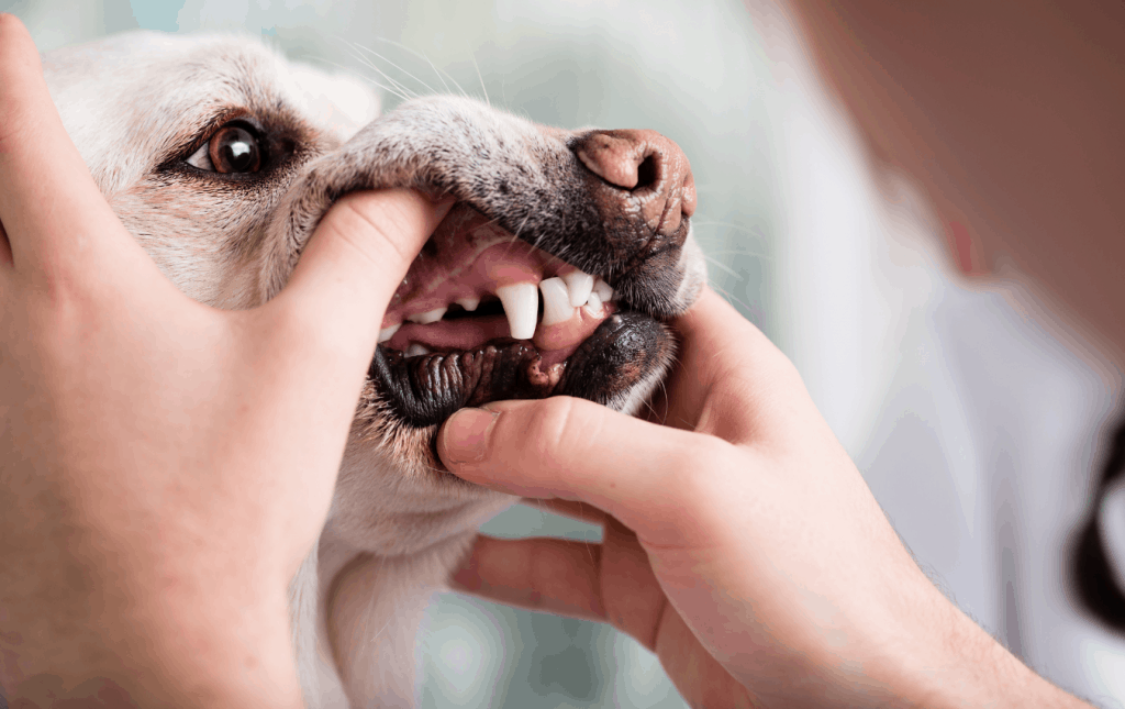 Can Dogs Eat Rib Bones? [Answers From Vets + Faqs]