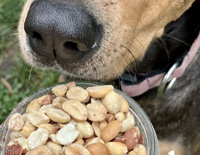 Dog Sick After Eating Peanuts
