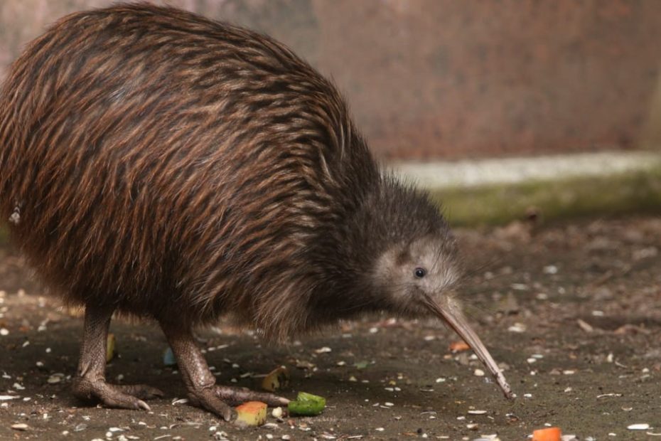 7 Things To Know About Kiwi