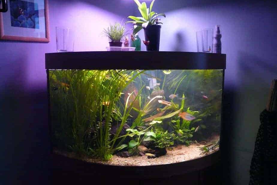 Do Aquarium Fish Need Light At Night Or Can You Turn It Off?
