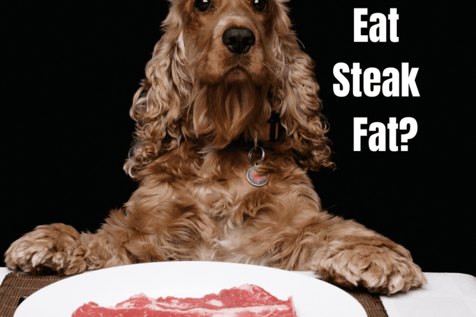 Can Dogs Eat Cooked Steak Fat? - Pethelpful