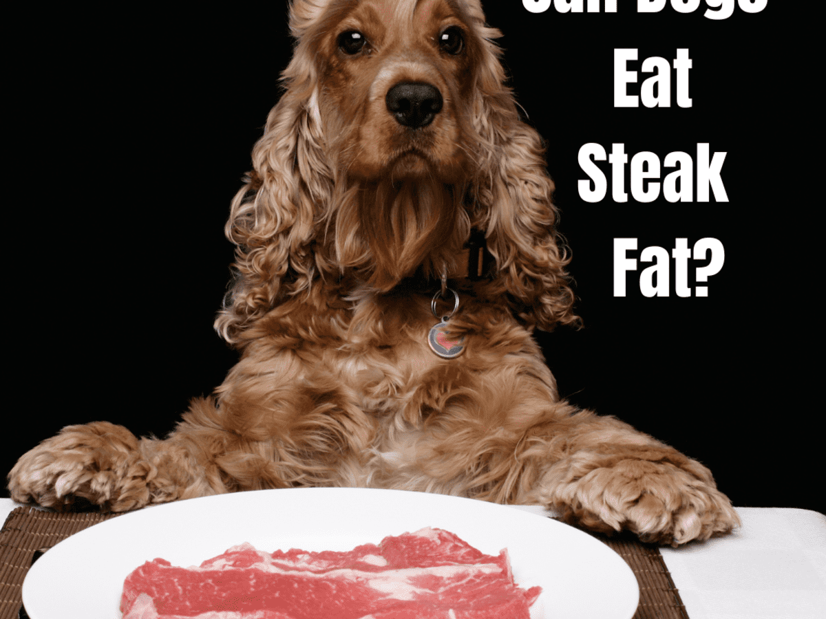 Can Dogs Eat Cooked Steak Fat? - Pethelpful
