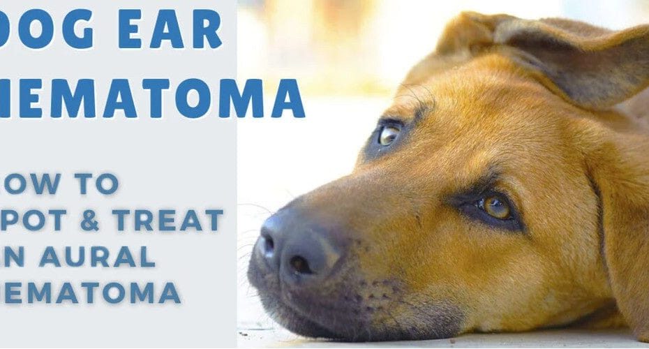 How To Spot And Treat A Dog Ear Hematoma? — Bestlife4Pets