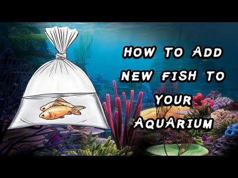 How To Add New Fish To Your Aquarium / Fish Tank - Youtube