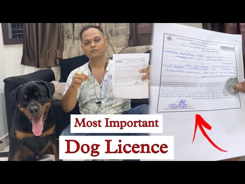 Dog Licence: Most Up-To-Date Encyclopedia, News & Reviews