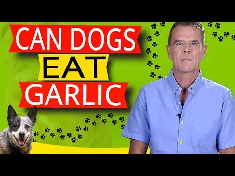 Can Dogs Eat Garlic (7 KEY Benefits Say Yes)