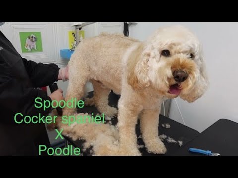 Grooming A Spoodle - Youtube