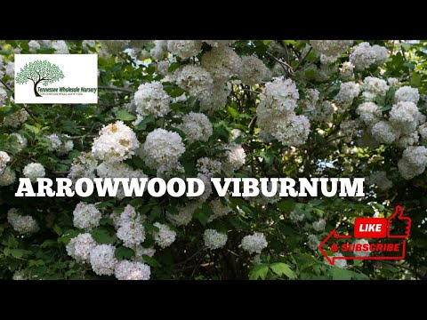 Arrowwood Viburnum Shrubs - Tn Nursery