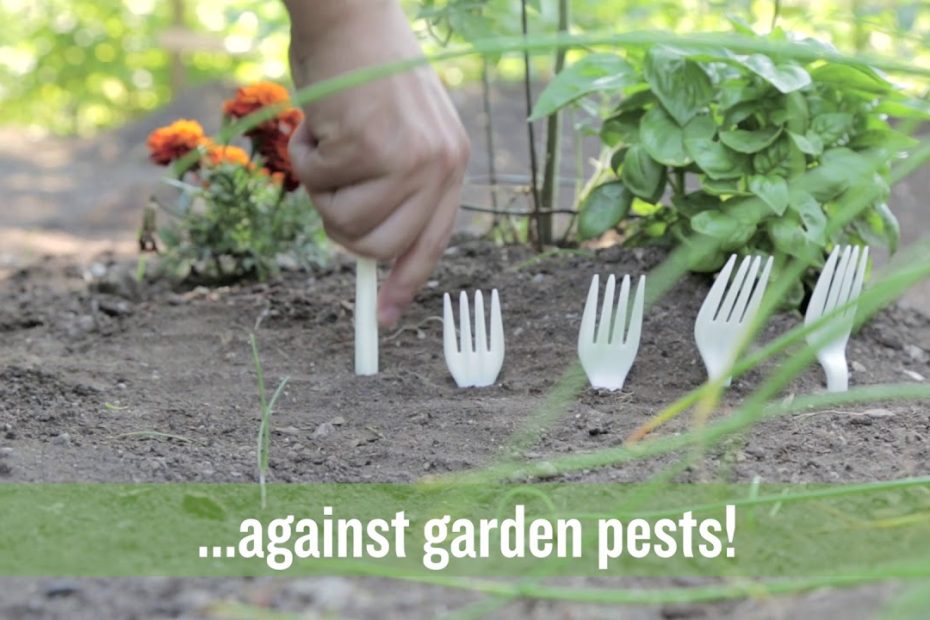 Keep Pests Out Of Your Garden Using Forks - Youtube