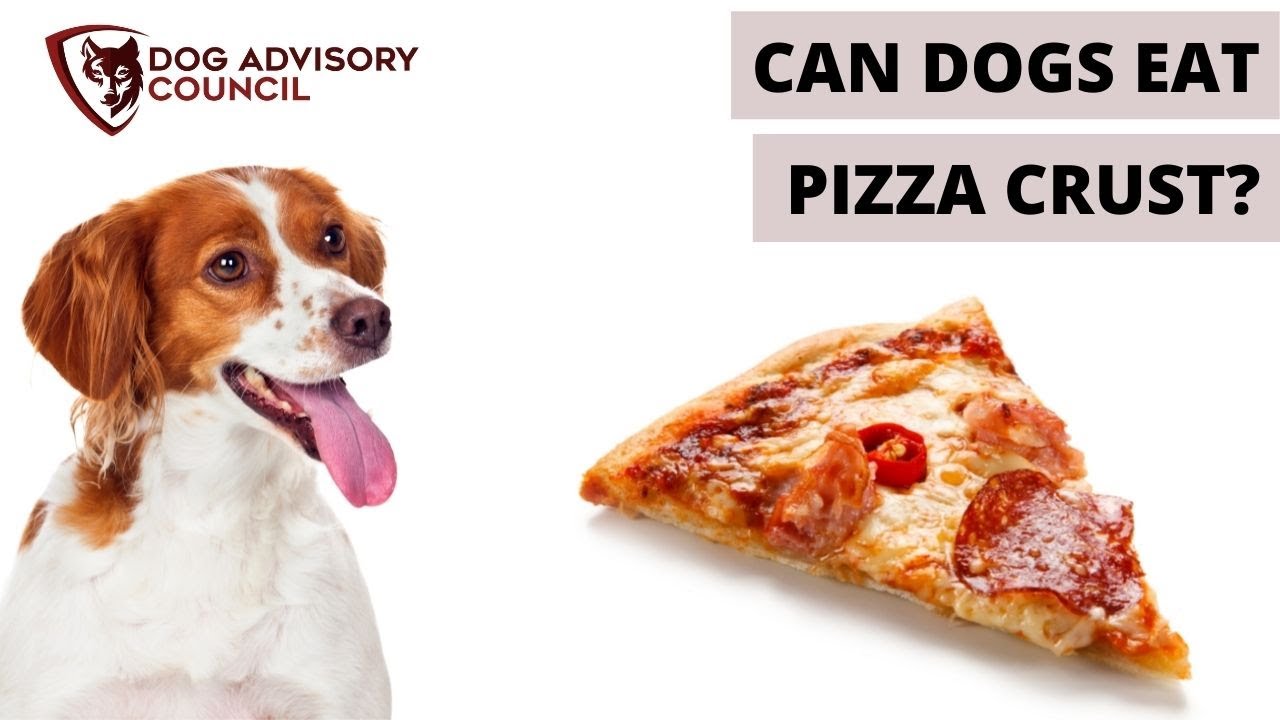 Can Dogs Eat Pizza? Which Ingredient Will Hurt Your Dog?