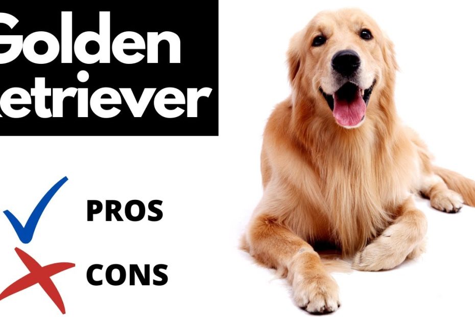 Golden Retriever: The Pros & Cons Of Owning A Goldie - Youtube