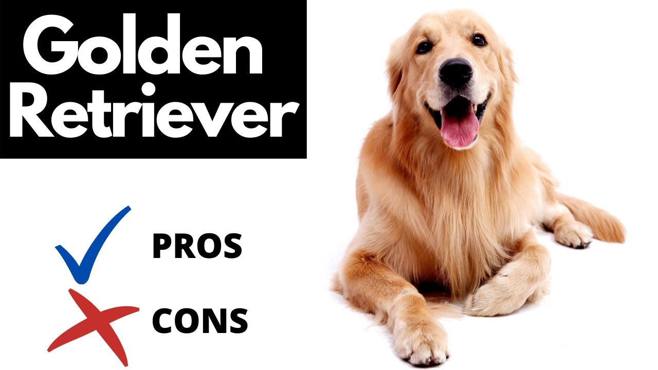 Golden Retriever: The Pros & Cons Of Owning A Goldie - Youtube