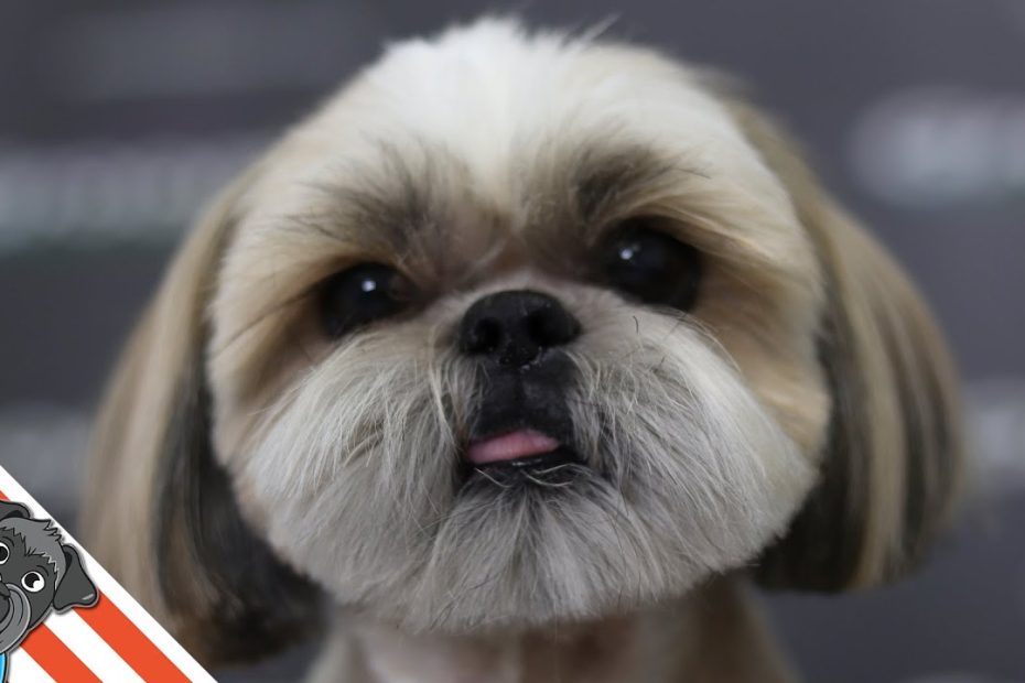 The Best Haircuts For Shih Tzu Dogs - Youtube