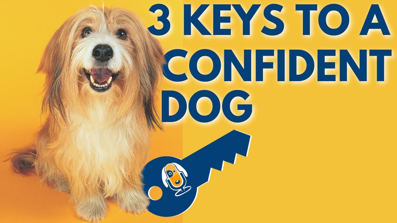 3 Keys To A Confident Dog #38 - Youtube