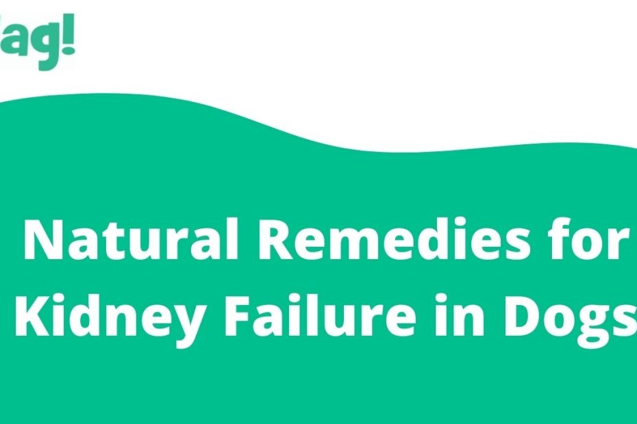 Natural Remedies For Kidney Failure In Dogs - Conditions Treated,  Procedure, Efficacy, Recovery, Cost, Considerations, Prevention