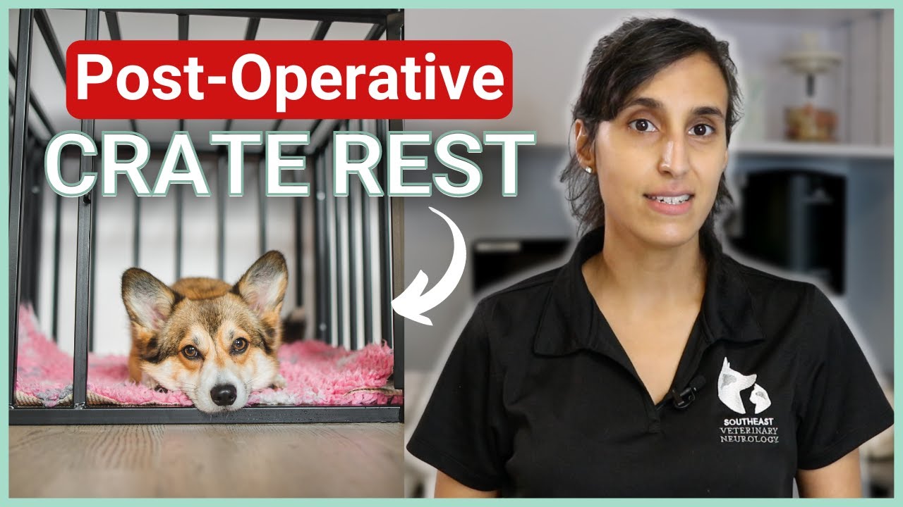 Until What Age Should A Dog Sleep In A Crate? (Trainer Explains) - Not A  Bully