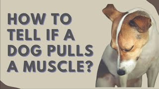 How To Tell If A Dog Pulls A Muscle? Warning Signs You Should Know - Youtube