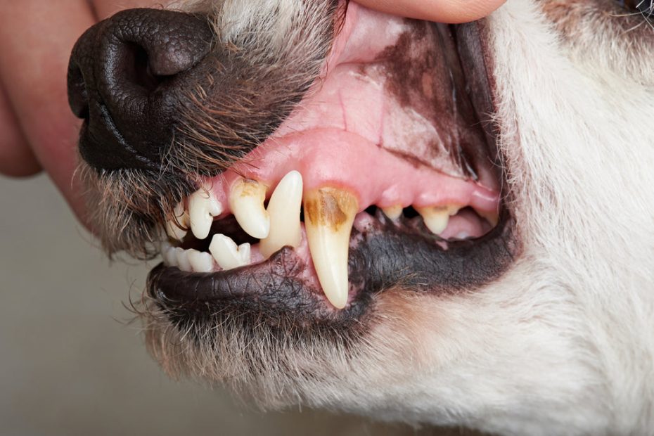 Why Does Your Dog Have Fishy Breath? | Yumove