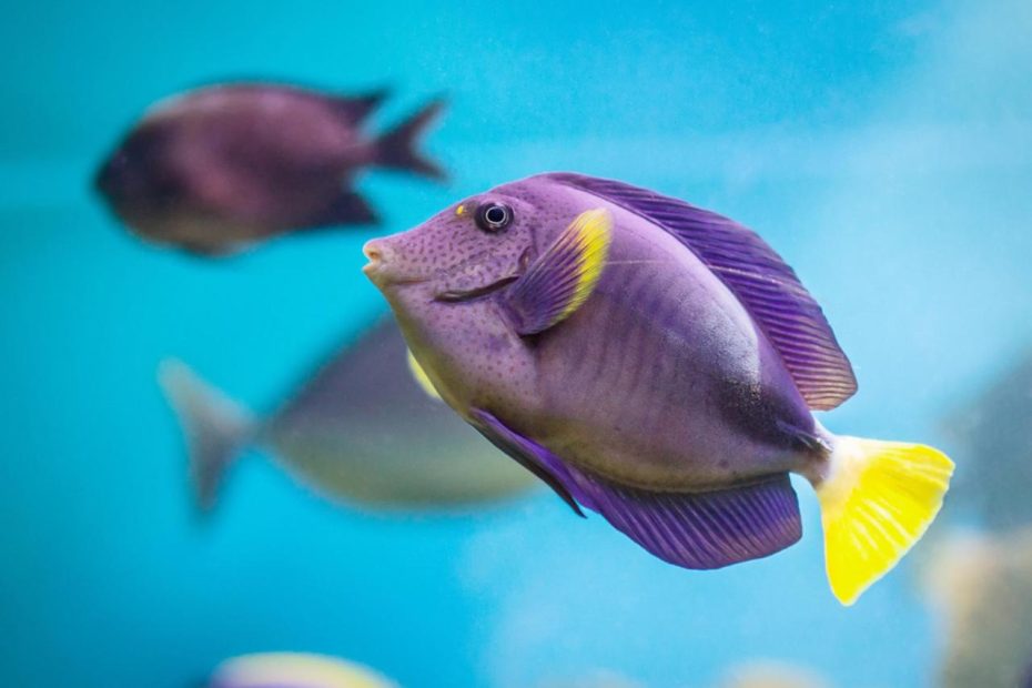 How Long Can A Fish Live Out Of Water? - Aquaviews