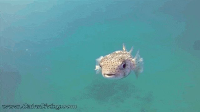 Curious Pufferfish Discovers He Really, Really Likes Being Pet - The Dodo