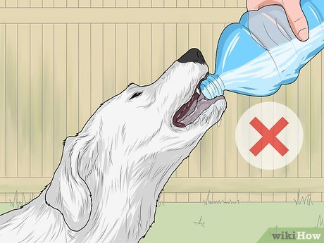 3 Ways To Feed A Sick Dog - Wikihow