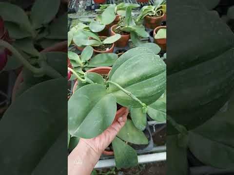 Hồ điệp thơm - Phalaenopsis hb - liên hệ theo số 0387308809