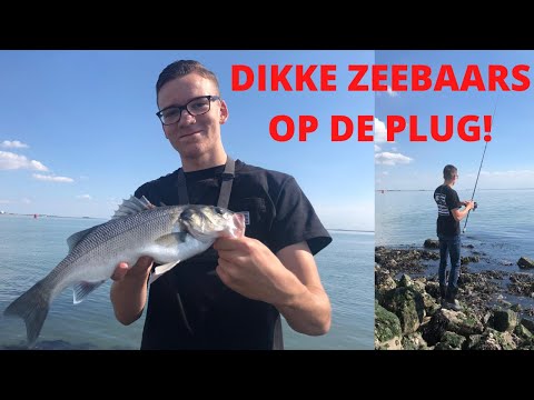 Zeebaars vissen vanaf de kant met kunstaas - in Zeeland